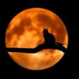 Afbeelding zonder ALT